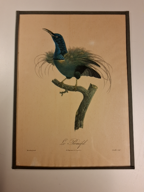 Jacques Barraband Eksotiske fugle